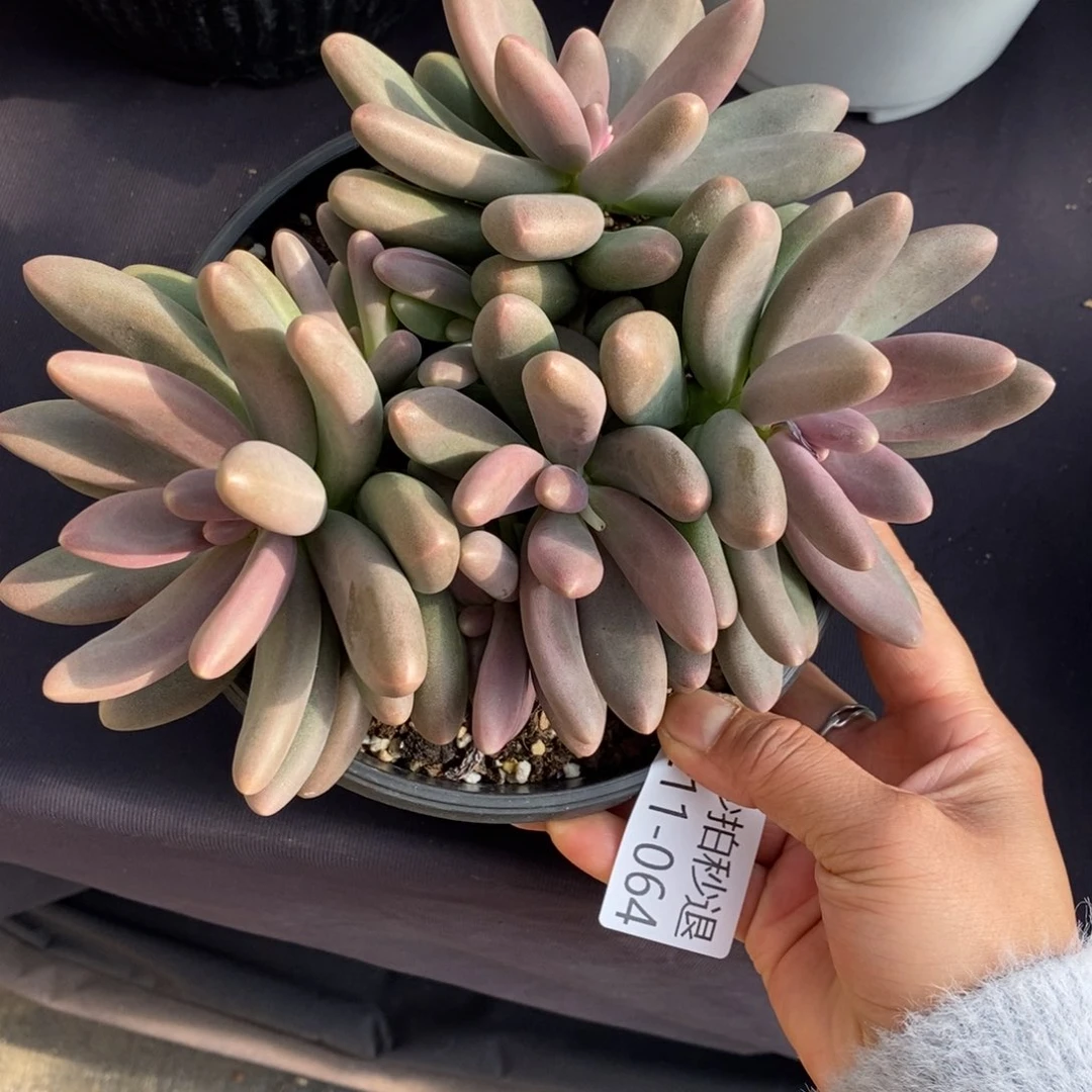 两单包邮1211-64糖果