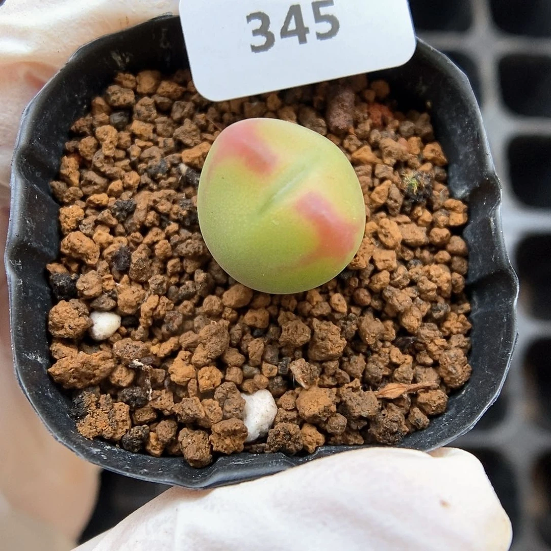 多肉植物A-345（1.3）少将杂