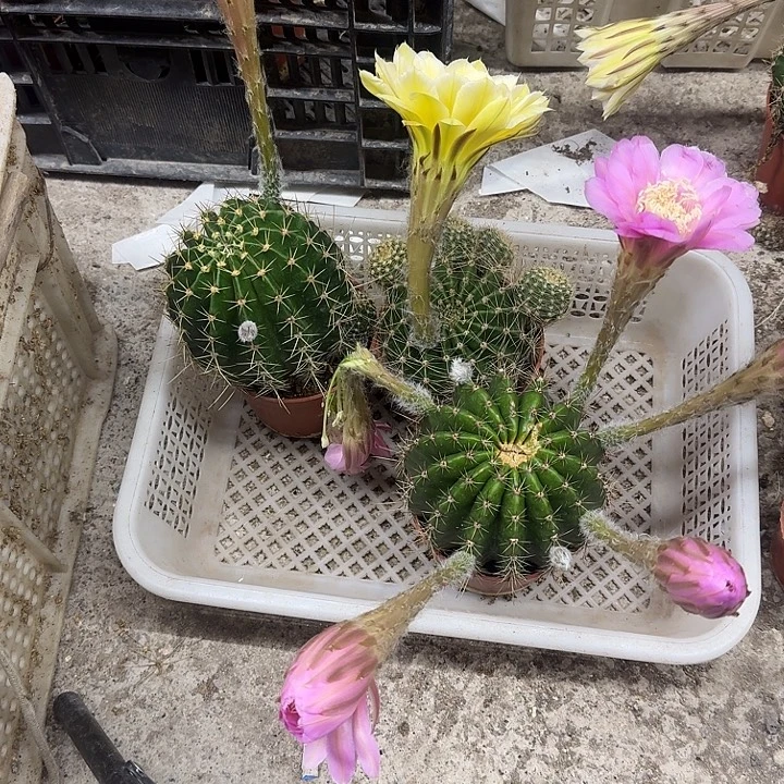 *****无花朵彩草哈哈哈哈哈哈哈哈