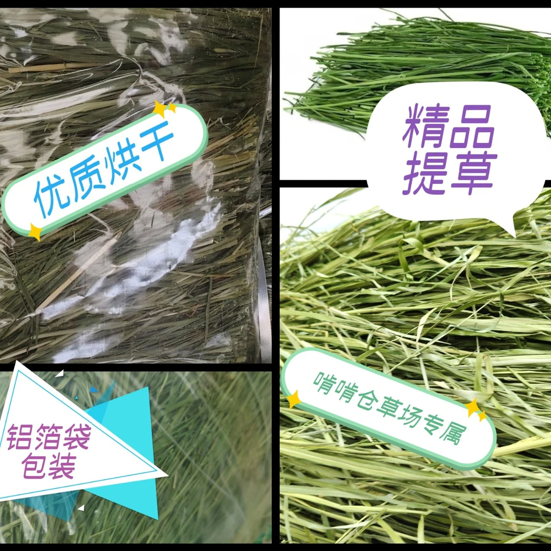 新鲜烘干提摩西草段兔子猪龙猫豚鼠的优质牧草饲料微穗