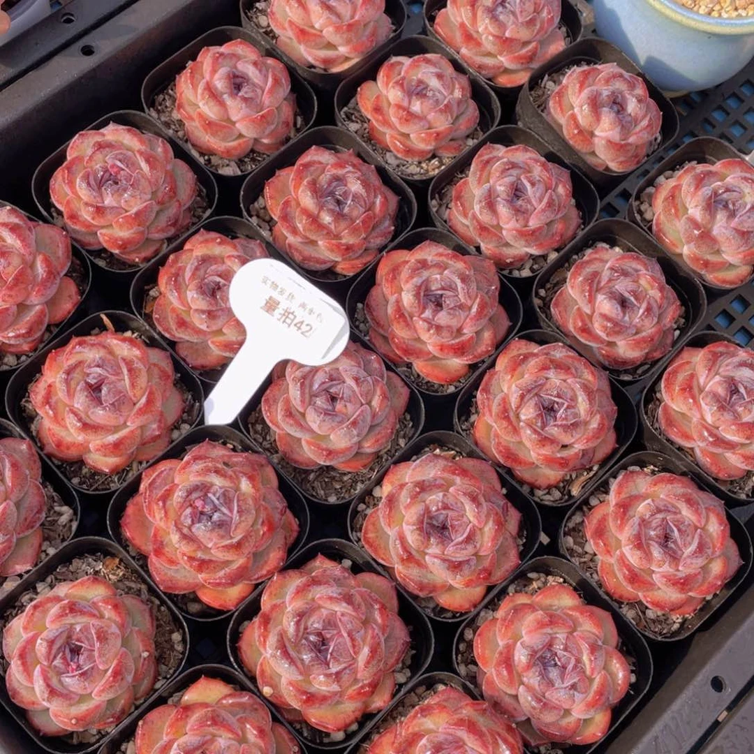 量拍42号丸叶全状态黑橙单头一个