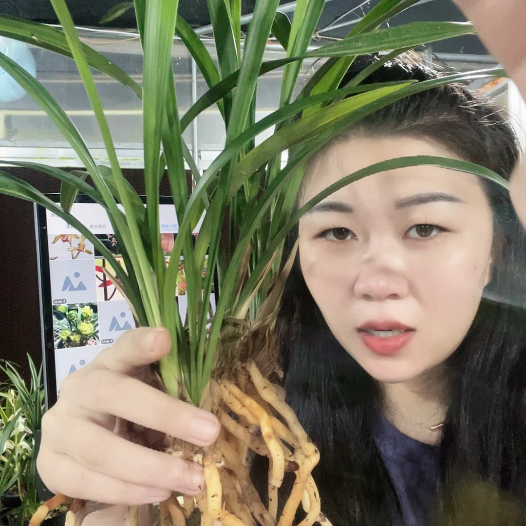 当前无花栽培后可以开花