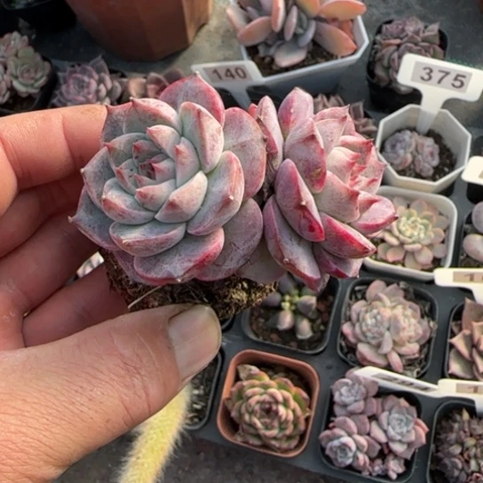 140天鹅绒多肉植物多