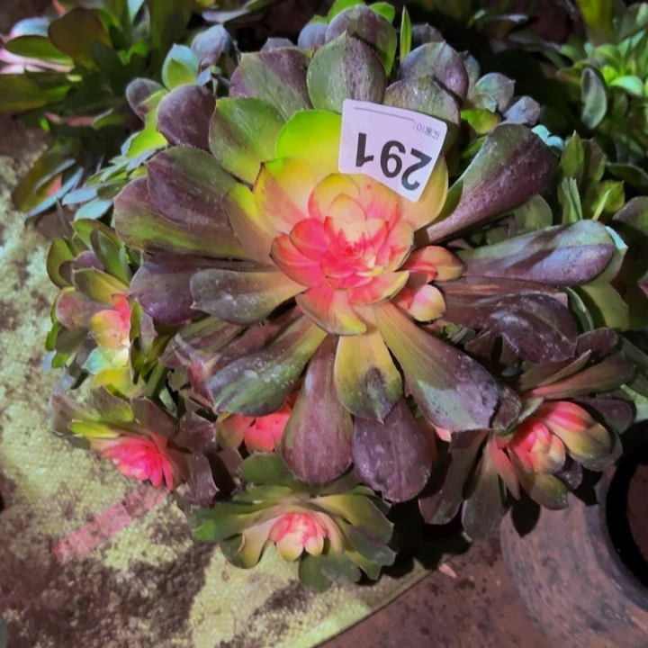 291花月夜科技锦多肉植物