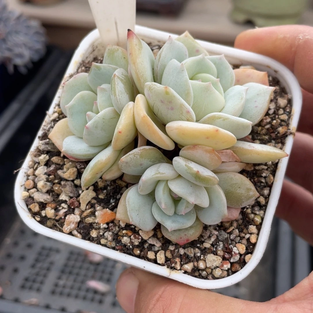 0103飘雪不带盆7厘米