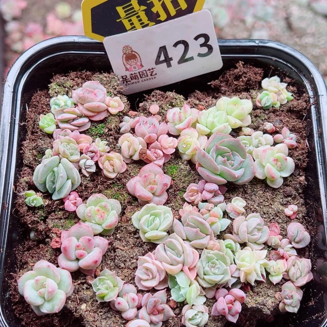 多肉植物多肉植物