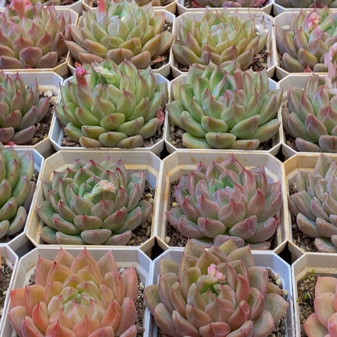 166多肉植物保护研究所所长