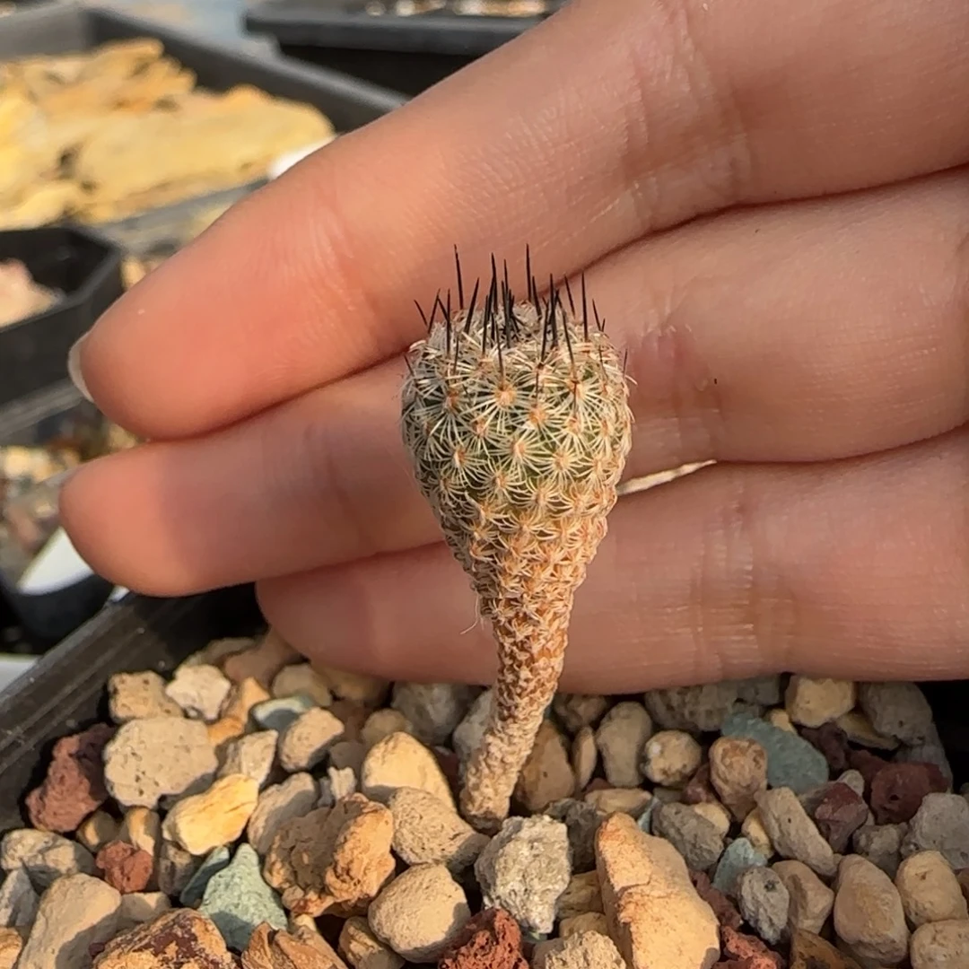 05实生赤花美针多肉1.1厘米