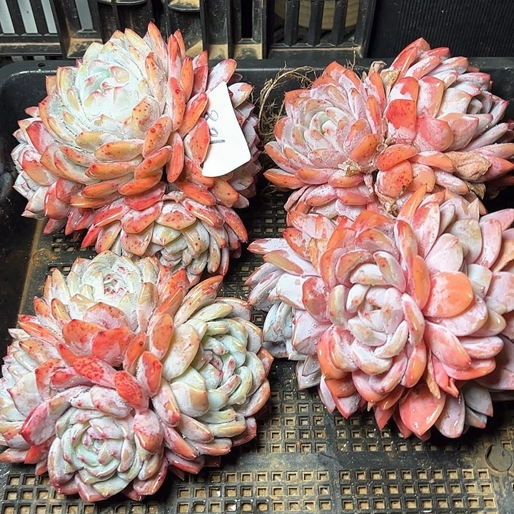 801多肉一颗包邮