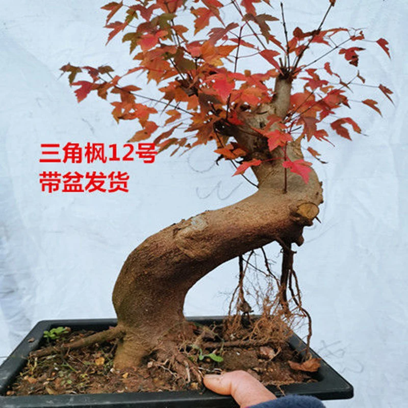 小叶红芽三角枫盆景树桩绿植盆景盆栽耐寒耐旱秋天红叶带盆