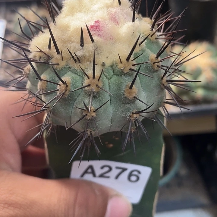 黑娃娃276号仙人球一颗