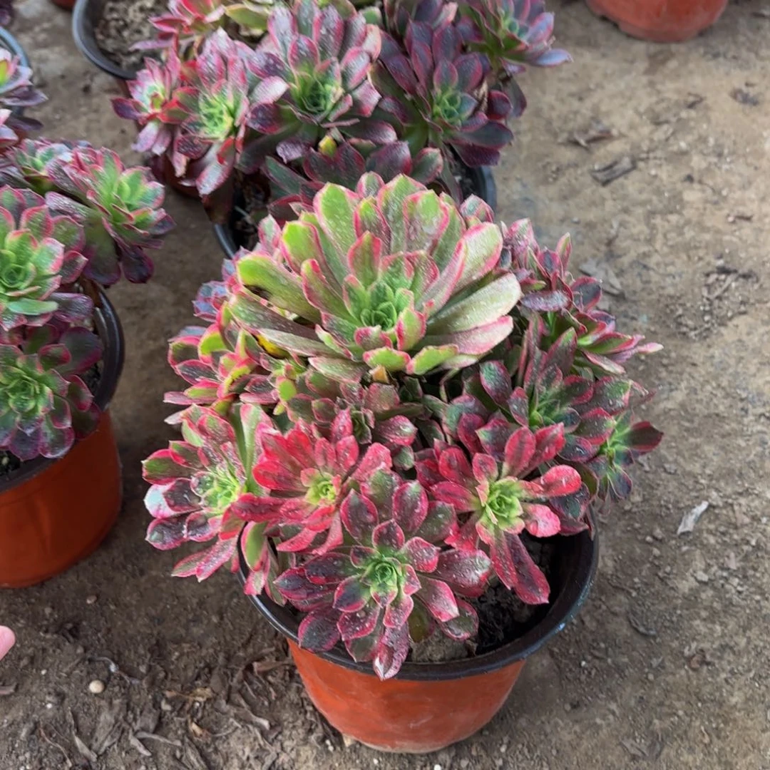 安娜法师12.8多肉植物