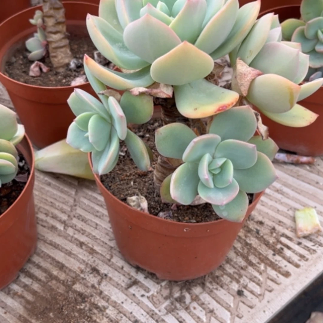 【闪购商品】武**1凤