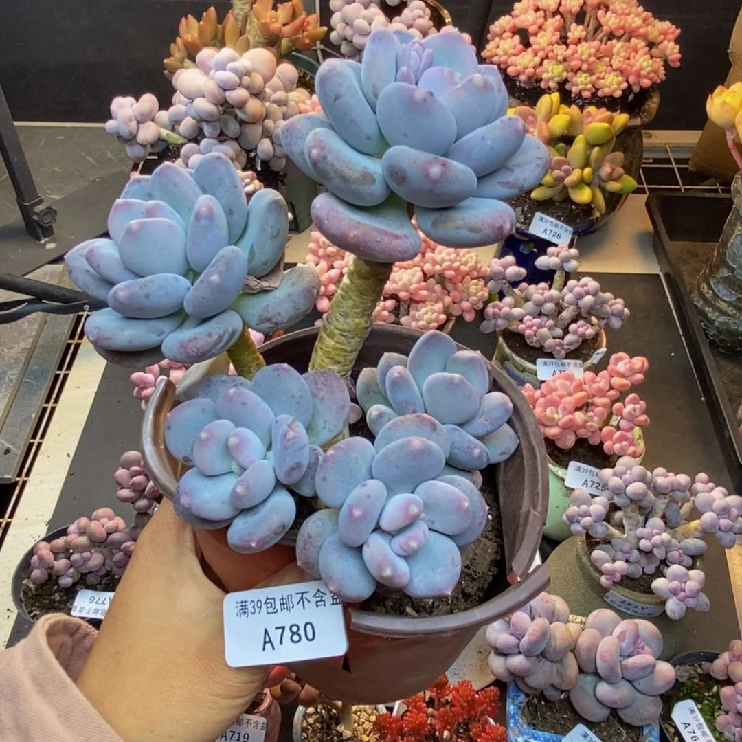 780咖啡美人多肉13cm