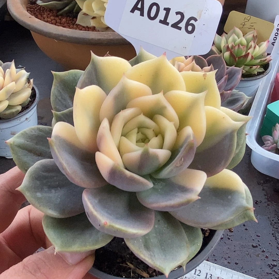 126贝加尔湖哈哈哈哈