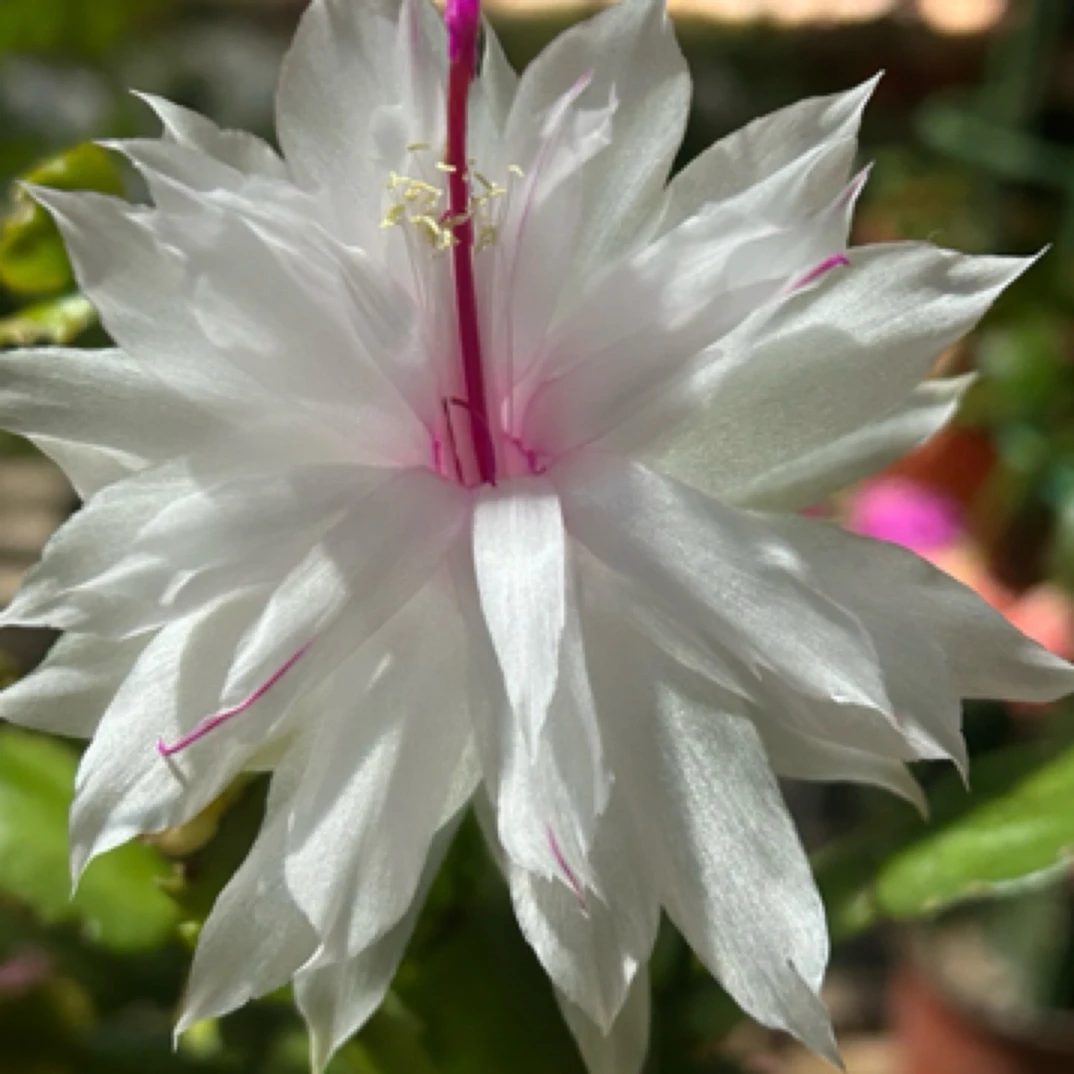 嫁接蟹爪兰白重瓣