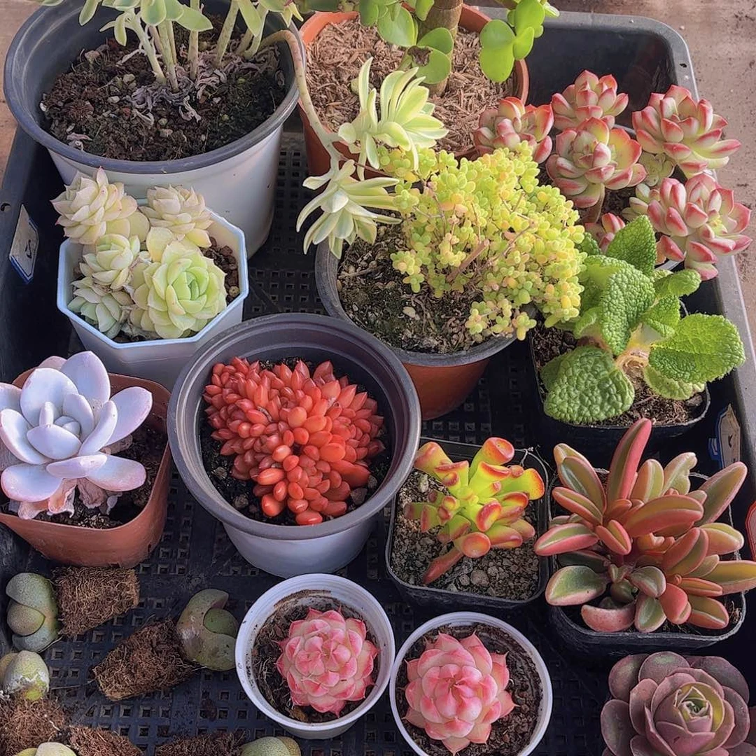 多肉104多肉植物