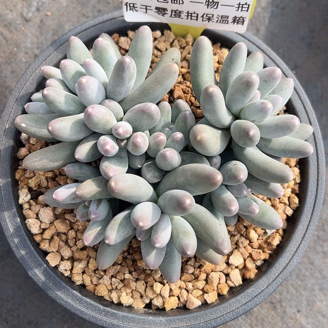 1214209 乌拉奶美人群生8头