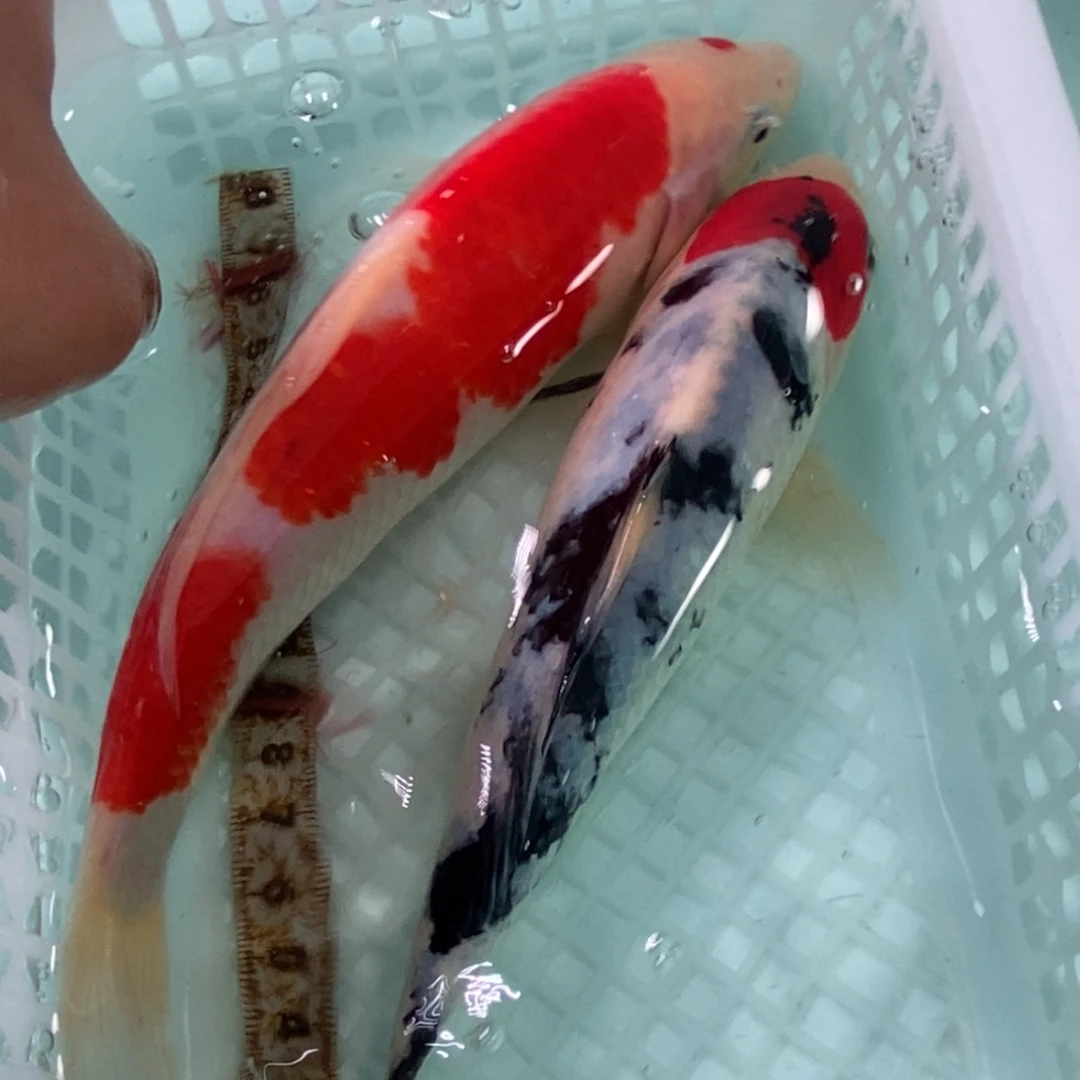 锦鲤冷水锦鲤包邮