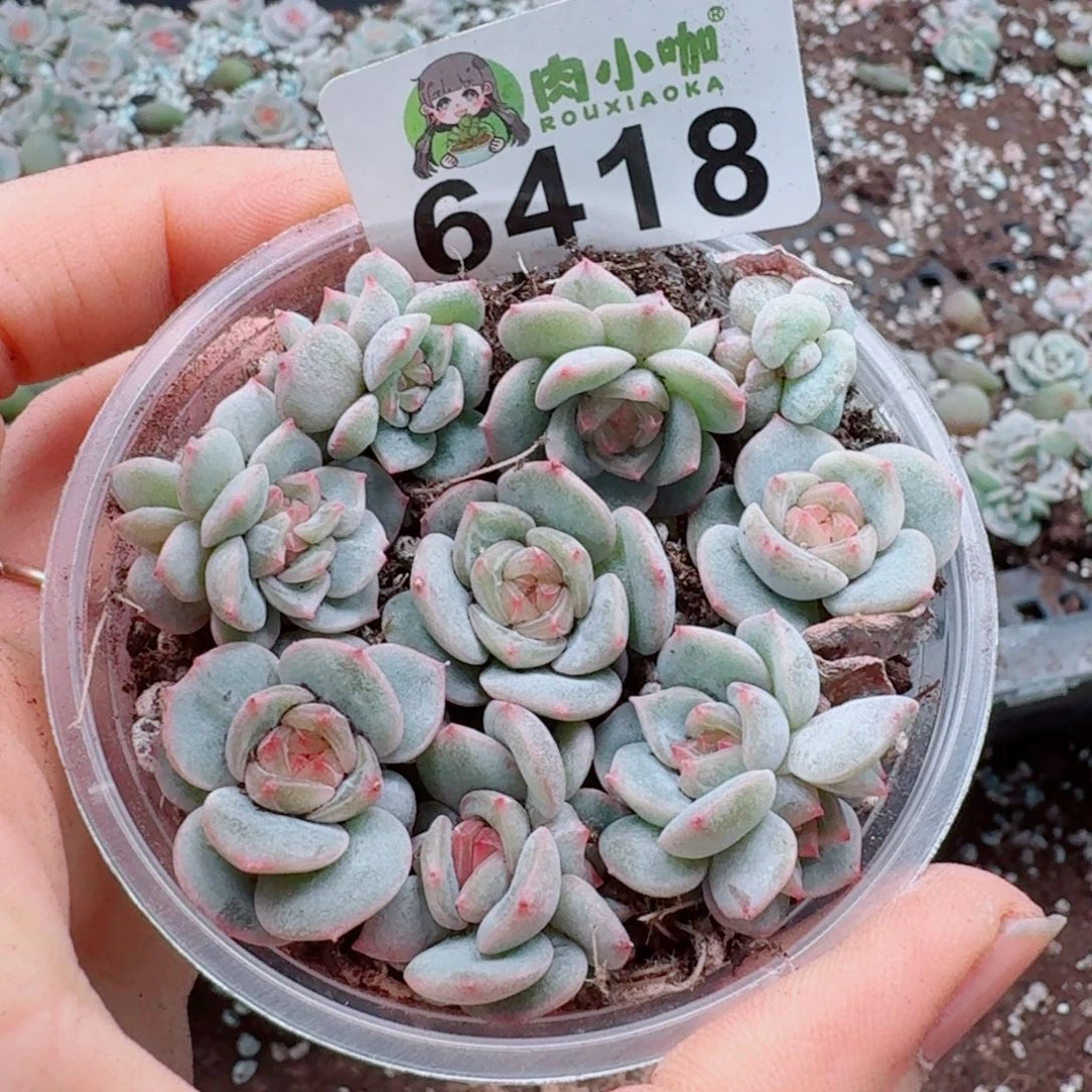 多肉植物多肉植物
