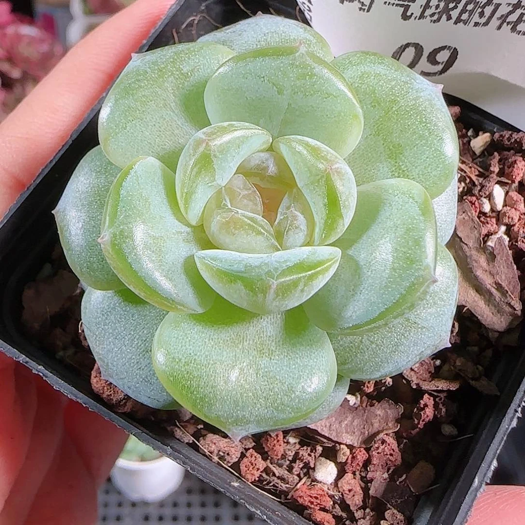 0719-:-9若画糖心珍妮