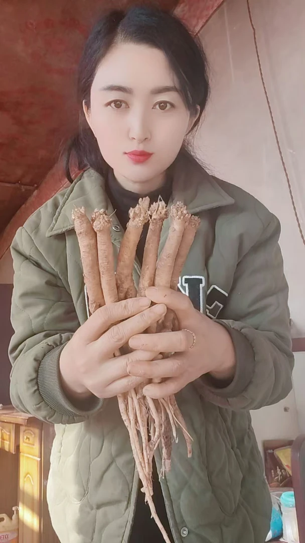 高原半野生种植新党参