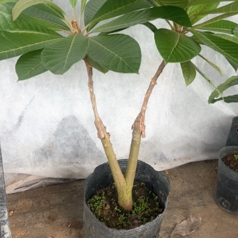 无花朵广57974468