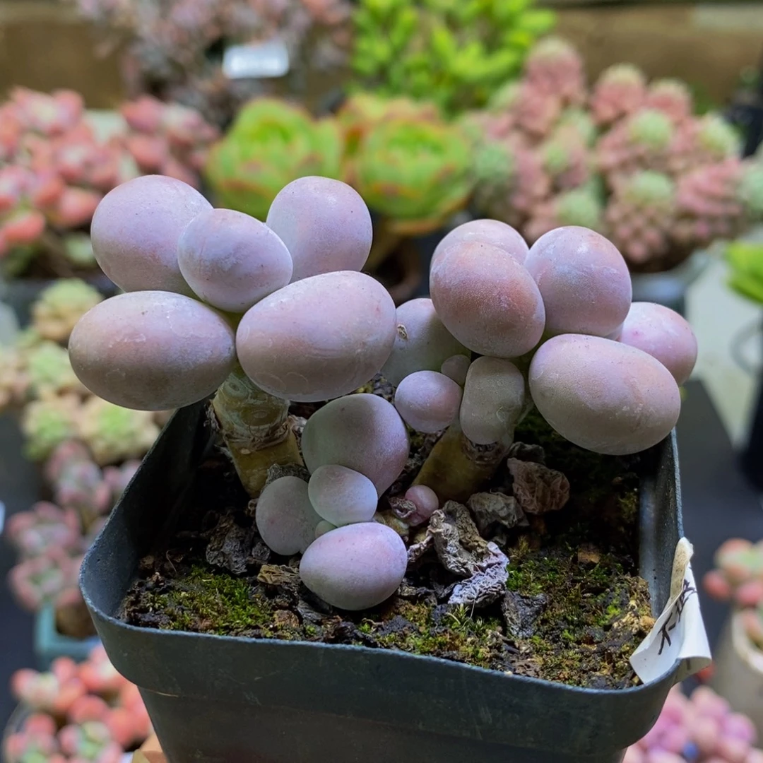 258芭比奶酪7cm多肉