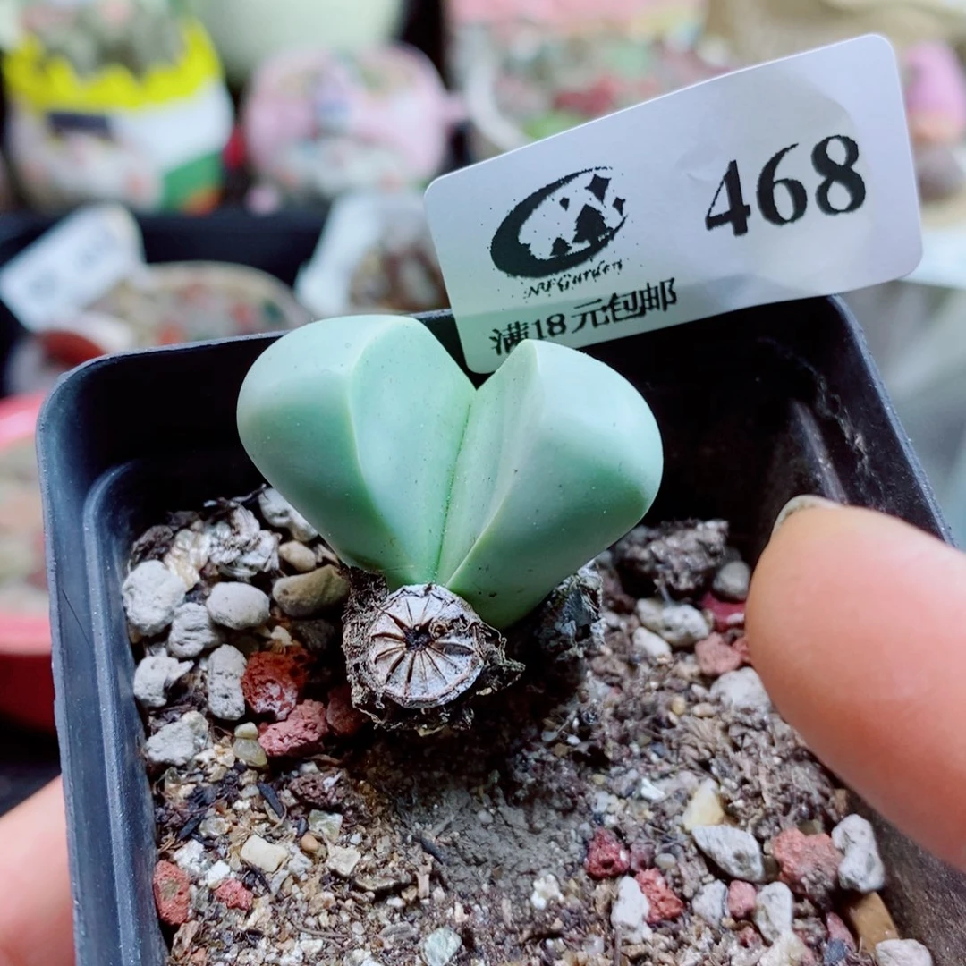 生石花花花哈哈哈哈哈哈468