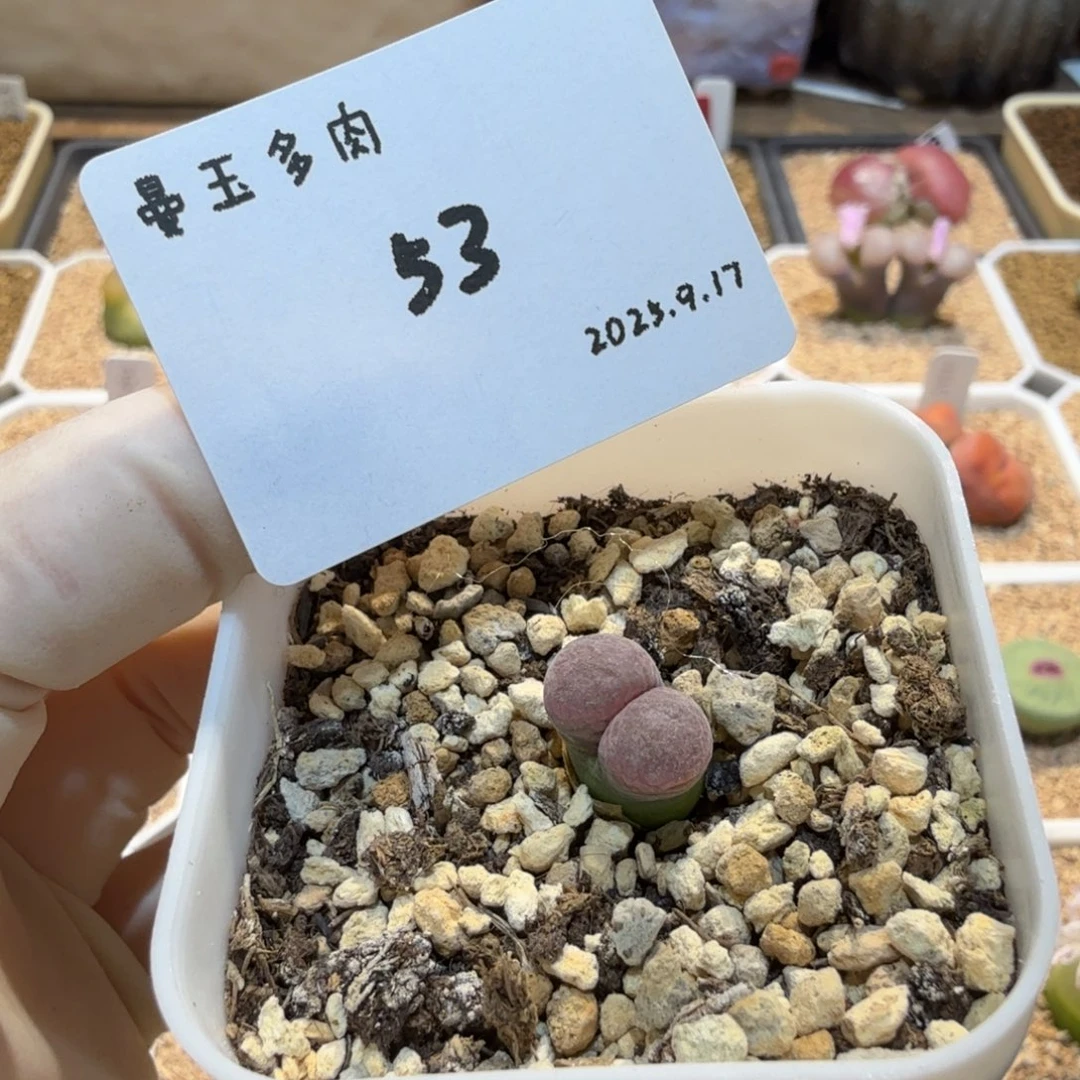福***~多肉多肉多肉9.17-053