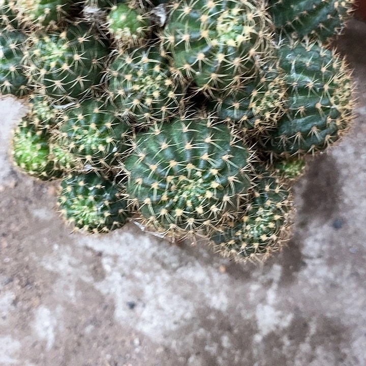 多色丽花。2478900