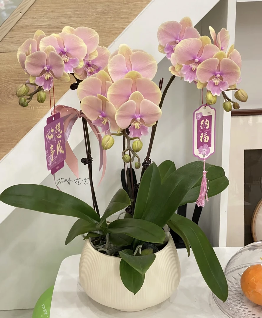 【芳美传奇】蝴蝶兰芳美传奇3.0寸未出梗