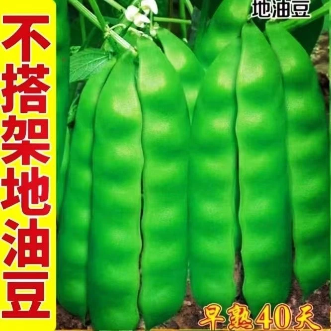 不搭架地油豆种子适合四季种植可用于盆栽地栽阳台小院