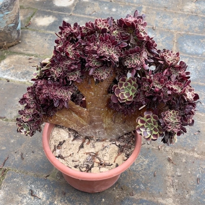 鸡***饱法师老桩缀化欧嘉莉