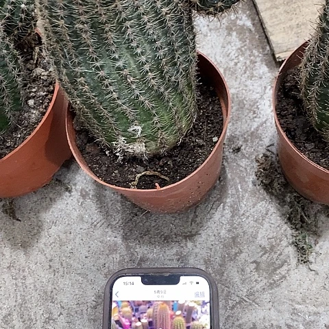 超大超高粉红女郎，高15公分起左右