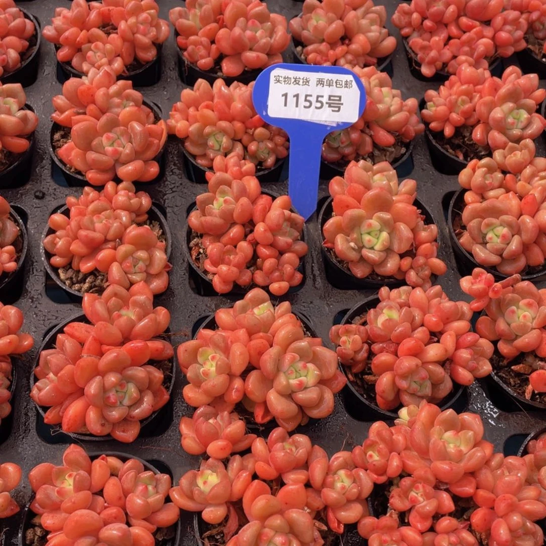 1155号全状态香奈儿老桩群生两个