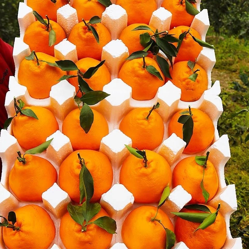 四川春见耙耙柑产地直发新鲜多汁当季手剥水果非爱媛果冻橙香甜