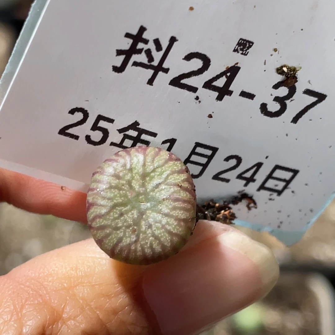 24-37送奶杂多肉植物