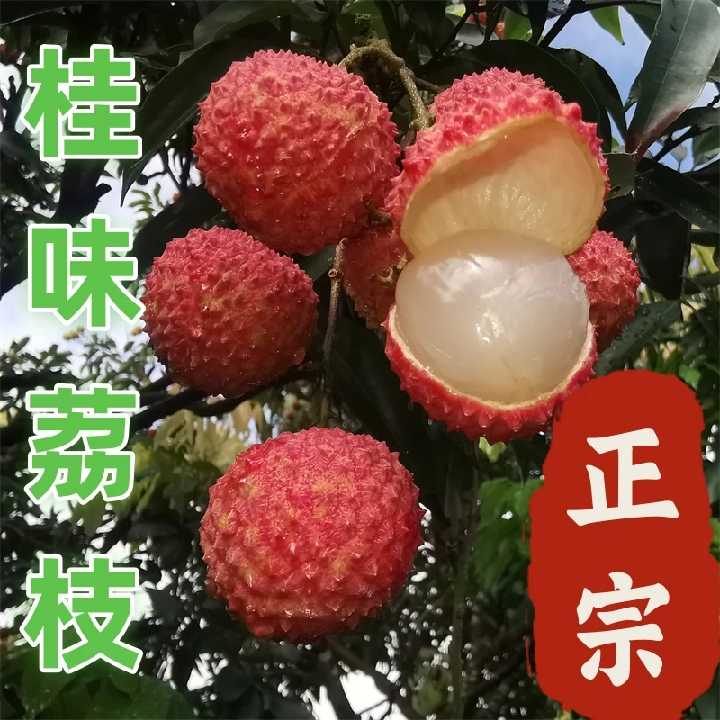 【顺丰空运】正宗广西灵山桂味荔枝新鲜果园采摘当季水果整箱包邮