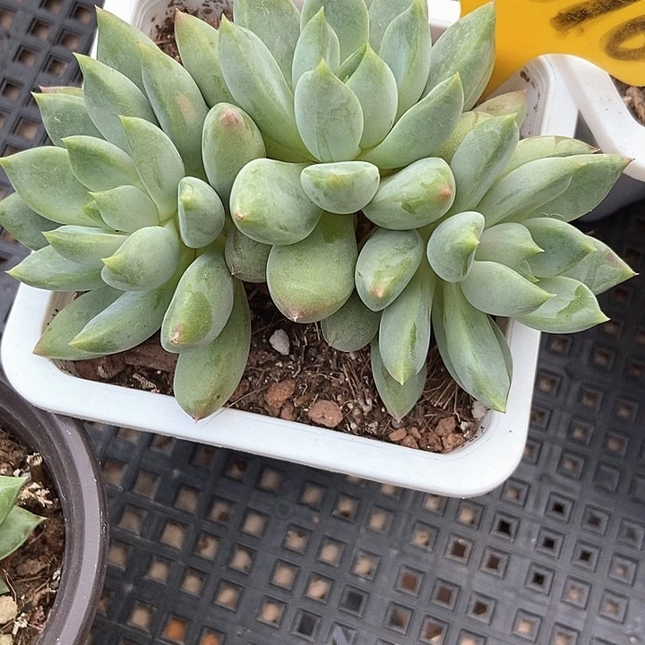 多肉植物红象牙2016