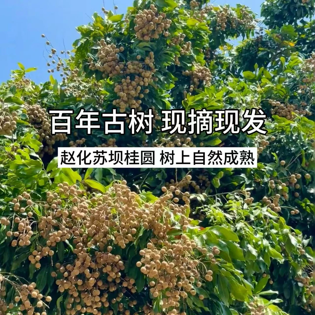 小巨人优选光第桂圆老树桂圆新鲜现摘清甜可口龙眼