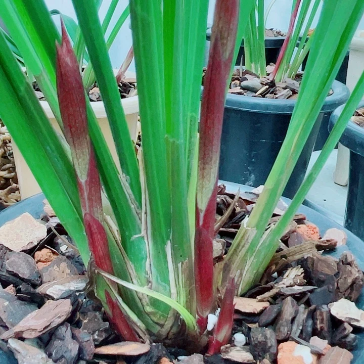 寒兰红霞牡丹原盆发4个头