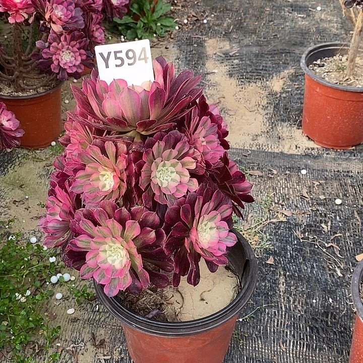 冰***～红铜白594。