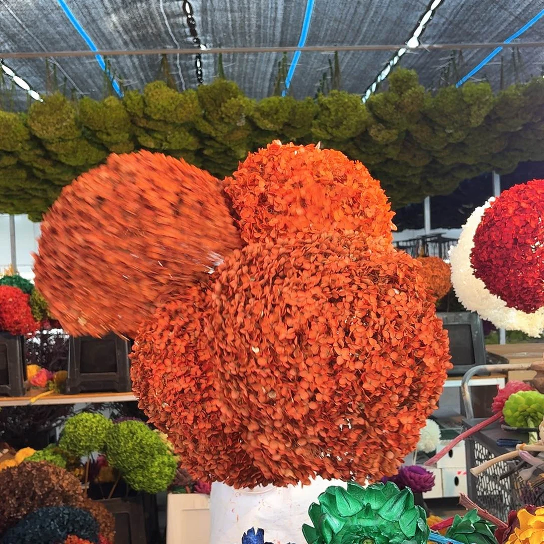 完全开放橙色绣球四枝