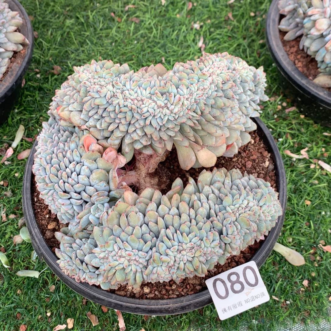 080橙子111111111111