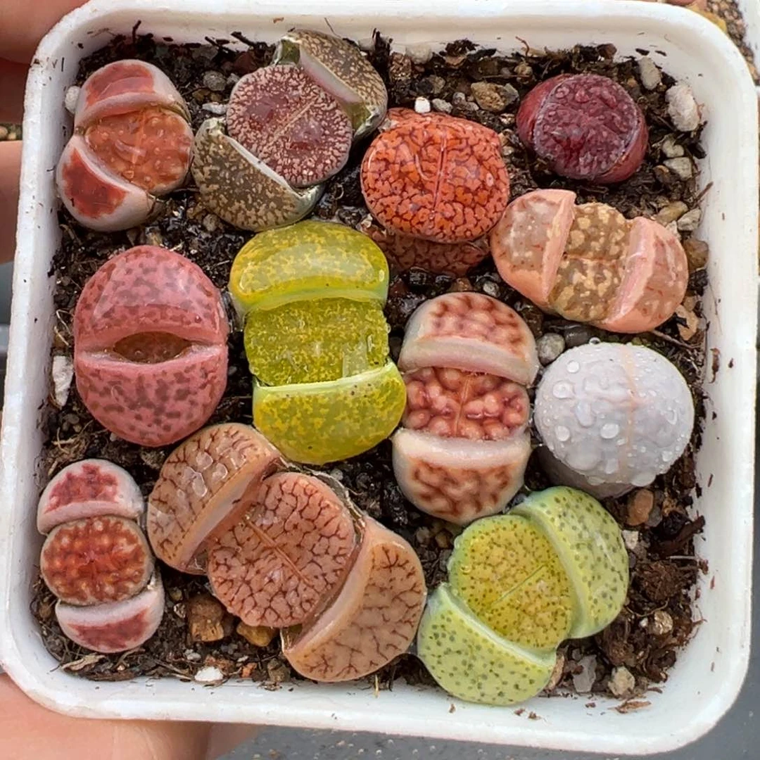 2.13好看的多肉344