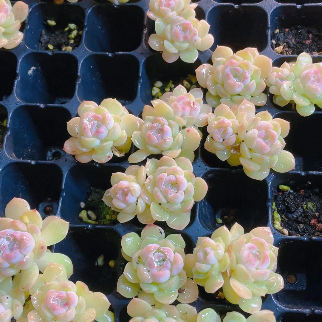 巫冰魄穴一个满25包邮