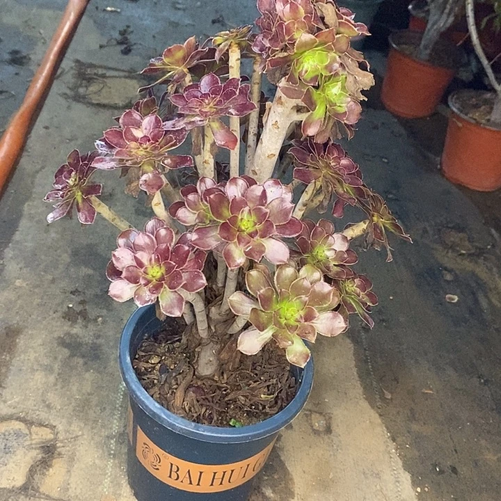 黑法7多肉植物法师