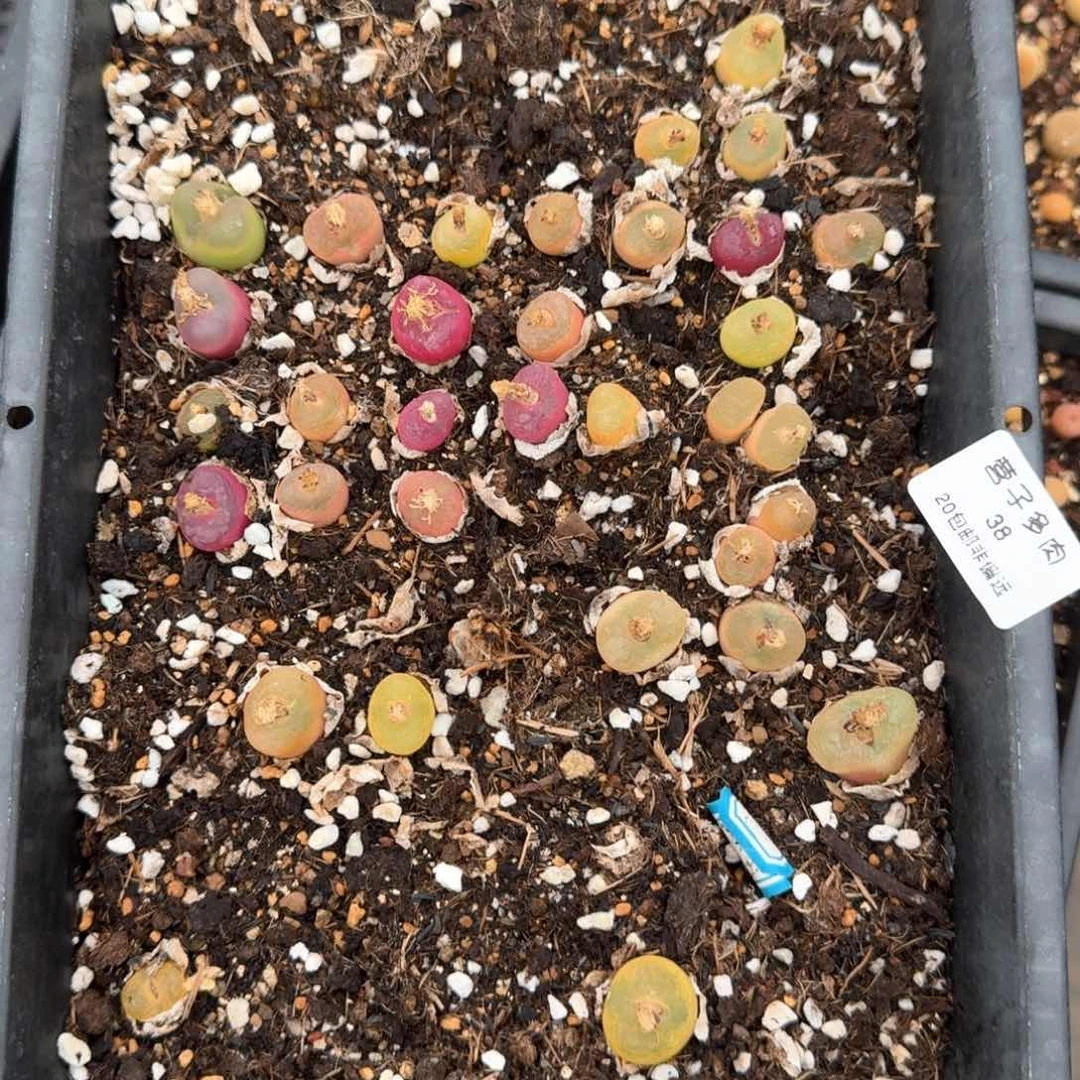 38脱土发货32颗左右