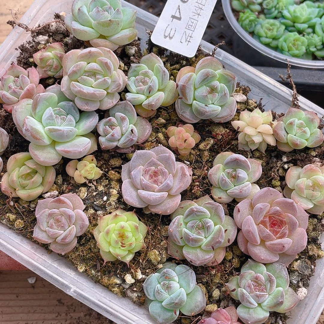 多肉植物多肉植物943